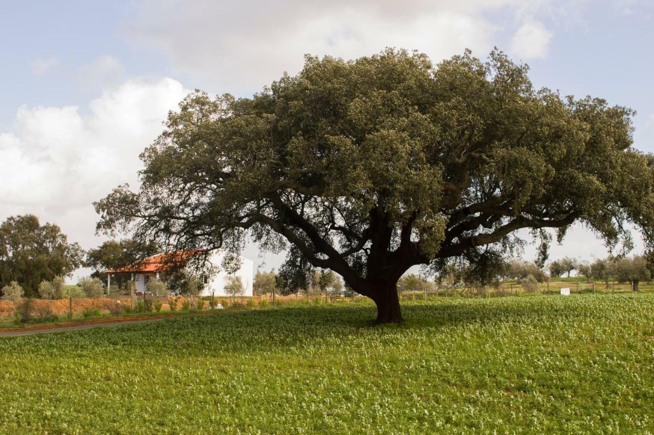 Monte Quinta Verde 페레이라도알렌테요 외부 사진