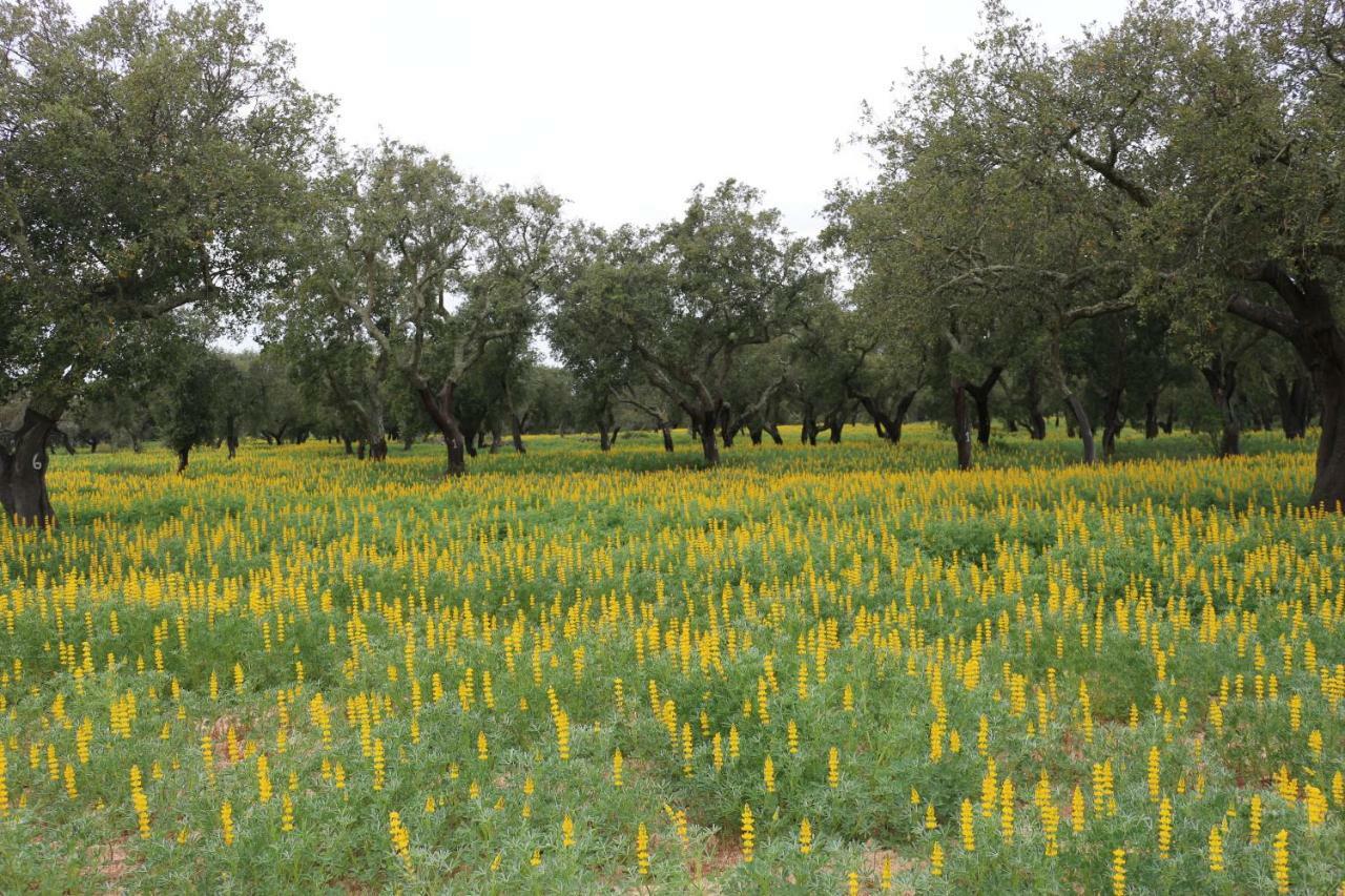 Monte Quinta Verde 페레이라도알렌테요 외부 사진